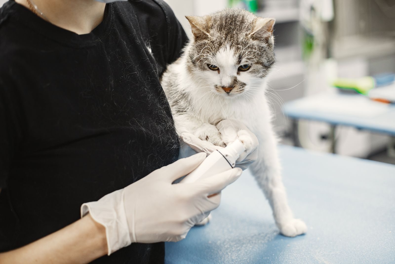 Veterinarian performing a clinical examination on a patient