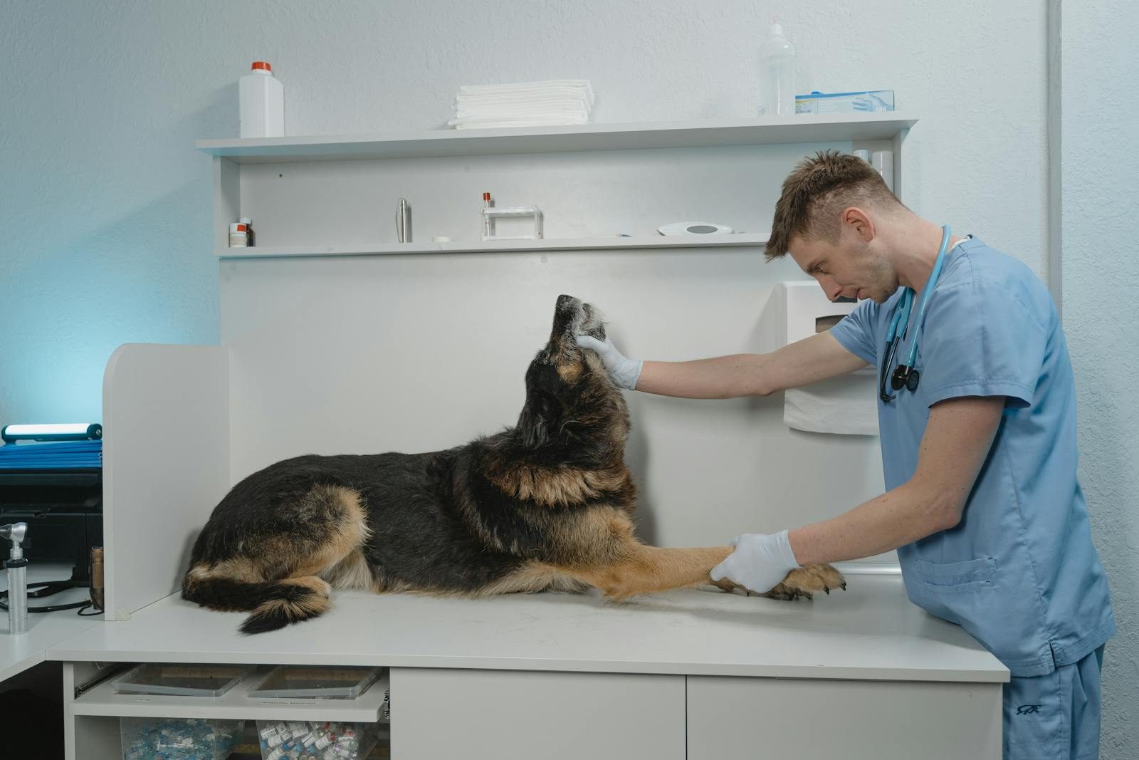 Veterinarian performing a clinical examination — diagnostic equipment in use