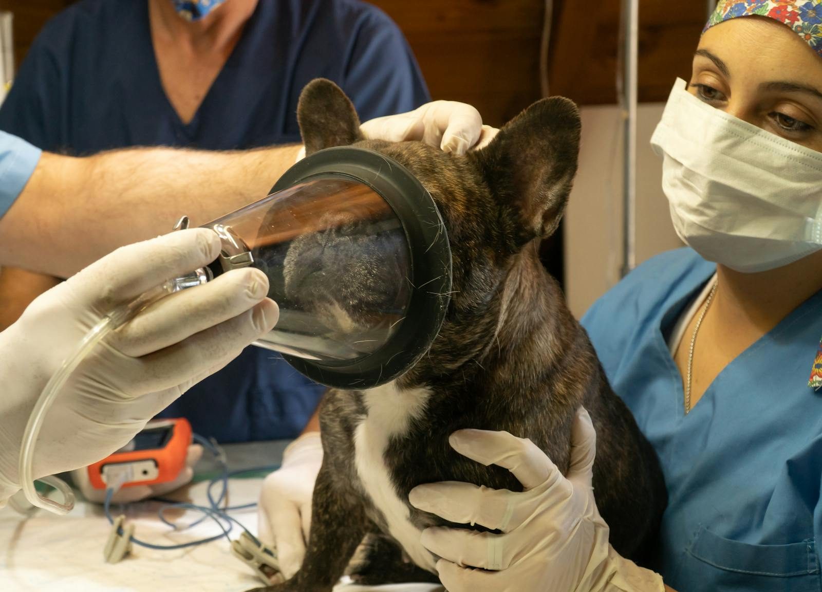 Veterinary operating theatre — surgical table and anaesthesia setup